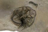 Two Spiny Erbenochile Trilobites With Gerastos - Stunning Association! #241562-6